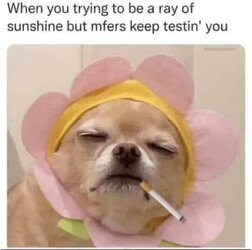 dog-trying-be-ray-sunshine-but-mfers-keep-testin.jpeg