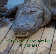 croc.jpg