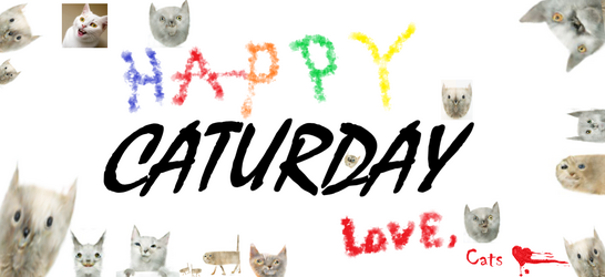 caturday.png