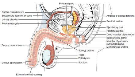 Penis_lateral_cross_section.jpg