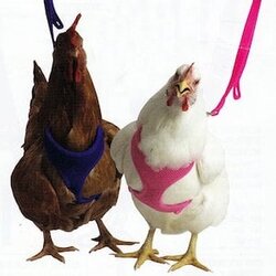 Chicken-Harness.jpg