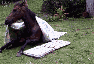 lulz_2419.gif