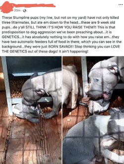 pitbull_puppies_kill.jpg