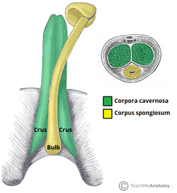Erectile-Tissues-of-the-Penis-Cavernosa-and-Spongiosum.png