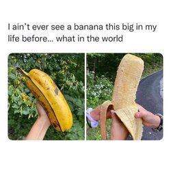 Double_Banan.jpg