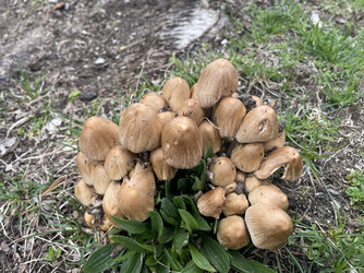 ink_cap.jpg