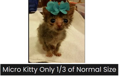 micro.png