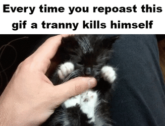 Tranny Cat Repost.gif