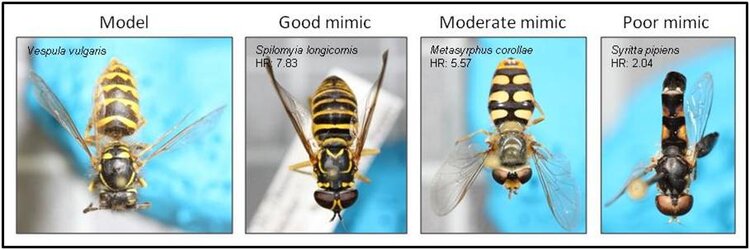 small-hoverfly-mimicry-gallery.jpg