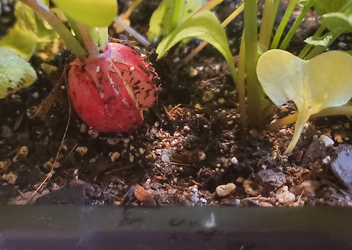 radishes1.png