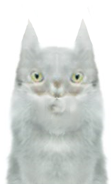 wcopw.png