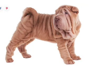 sharpei.png