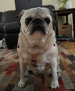 Pooner Pug.jpg