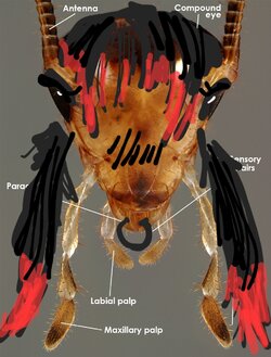 cockroach_face_labelled.jpg