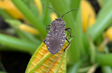 squashbug.jpg