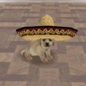 image.jpeg