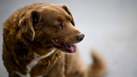 230513145716-01-bobi-worlds-oldest-dog-041223.jpg