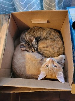 cat pic.jpg