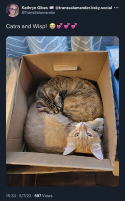 cat tweet.jpg