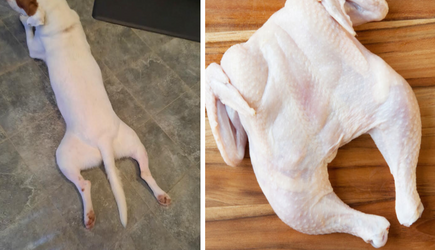 rawchicken.png