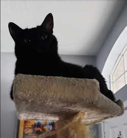 catcatcat.png
