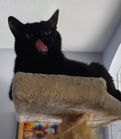 catcatcatcat.png