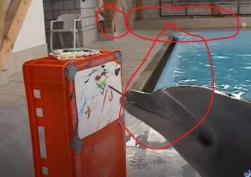 dolphinpaintvid.png