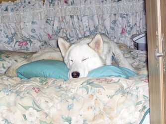 272_900.jpg