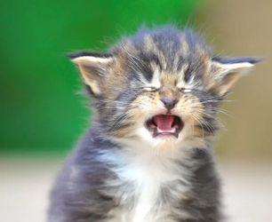 babycry.png