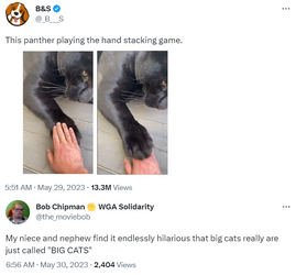 cat.png