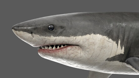 greatwhiteshark_head-1.jpg