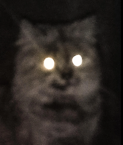 evilcat.png