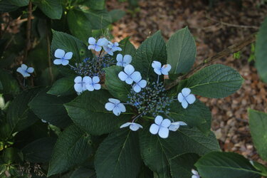 My hydrangeas