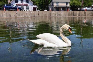 swan01.jpg