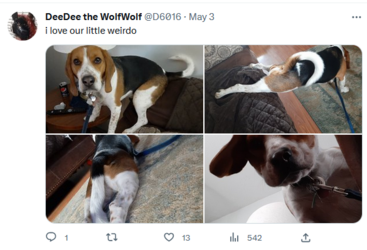 dog photo ew.PNG