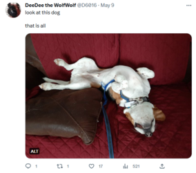 dog photo.PNG