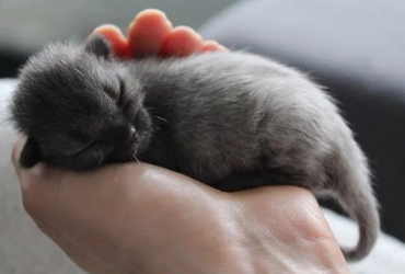 sleepybaby.png