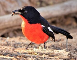Crimson_Breasted_Gonolek.jpg
