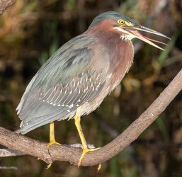 Green_Heron.jpg