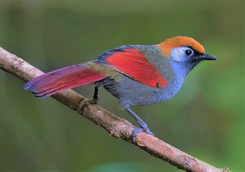 Red-Tailed_Laughing_Thrush.jpg