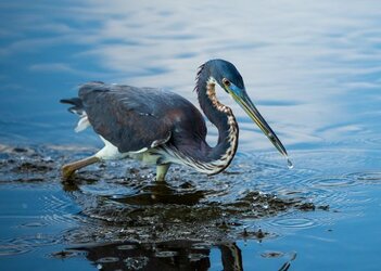 Tri-Color_Heron.jpg