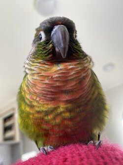 This dumb muppet sat in his poop so he had to have a lil bathy in the sink..jpg