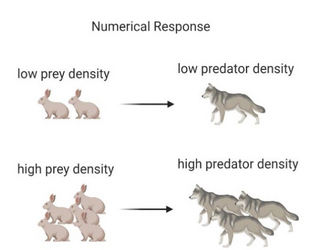 predator_prey.png