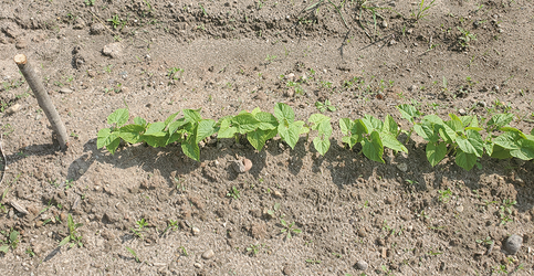 greenbeans1.png
