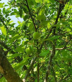 apples1.png
