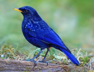 Blue_Whistling_Thrush.jpg