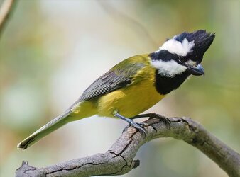 Eastern_Shriketit.jpg