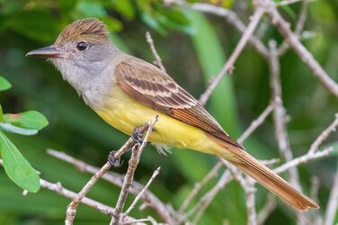 Great_Crested_Flycatcher.jpg