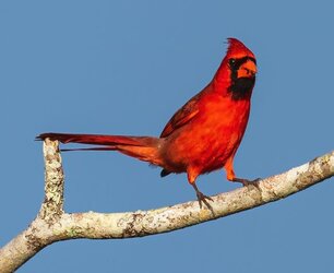 Northern_Cardinal.jpg