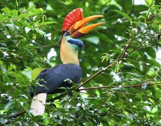 Sulawesi_Wrinkled_Hornbill.jpg